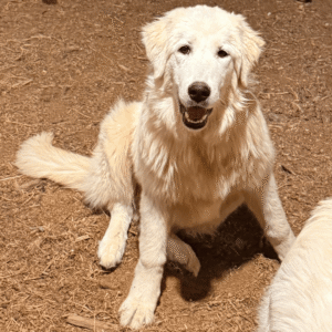 Pax & Marcella Litter 6/24