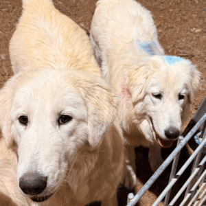 Pax & Marcella Litter 6/24