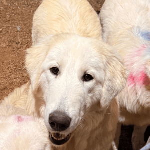 Pax & Marcella Litter 6/24