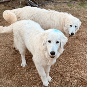 Sevro & Circe Litter 7/24