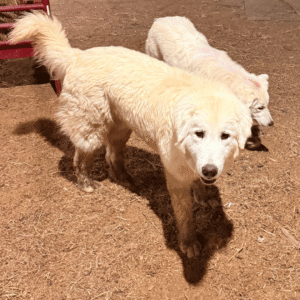 Pax & Marcella Litter 6/24