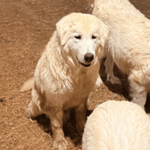Pax & Marcella Litter 6/24