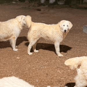 Pax & Marcella Litter 6/24