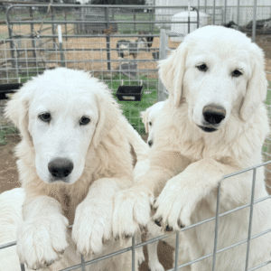 Pax & Marcella Litter 6/24