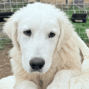 Sevro & Circe Litter 7/24