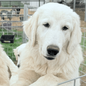 Pax & Marcella Litter 6/24
