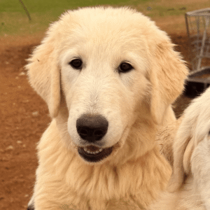 Pax & Marcella Litter 6/24