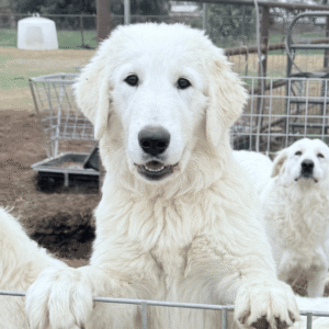 Pax & Marcella Litter 6/24