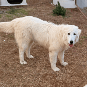 Sevro & Circe Litter 7/24