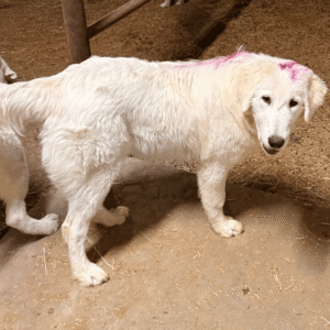 Pax & Marcella Litter 6/24