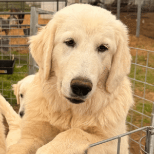 Pax & Marcella Litter 6/24
