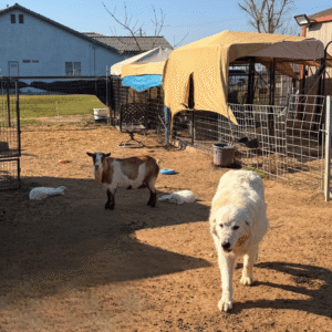 148148200 Inside Our Maremma Puppy Program