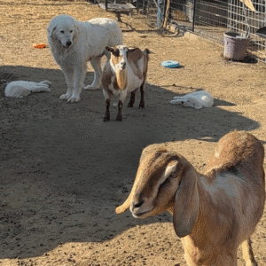 1432357481 Inside Our Maremma Puppy Program