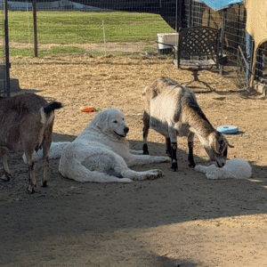 3957284790 Inside Our Maremma Puppy Program