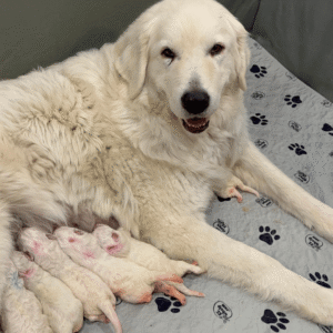 203067069 Inside Our Maremma Puppy Program