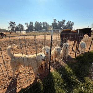 3034031836 Inside Our Maremma Puppy Program