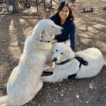 976767842 Success Stories: Prancing Pony Maremmas Thriving Across North America
