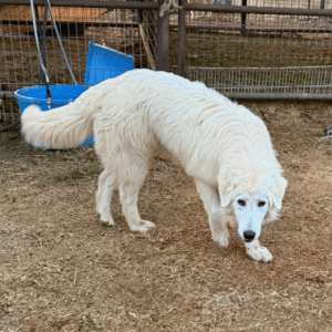 Sevro & Circe Litter 7/24