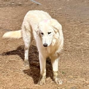 Sevro & Circe Litter 7/24