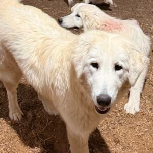 Pax & Marcella Litter 6/24