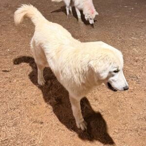 Pax & Marcella Litter 6/24