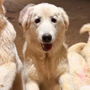 Sevro & Circe Litter 7/24