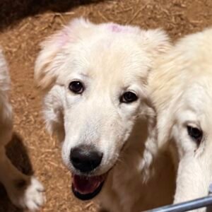 Sevro & Circe Litter 7/24