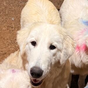 Pax & Marcella Litter 6/24