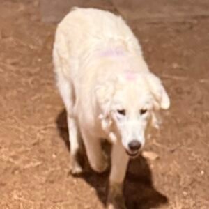 Sevro & Circe Litter 7/24