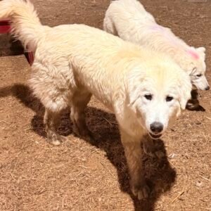 Pax & Marcella Litter 6/24