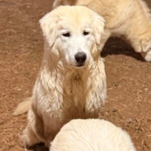 Pax & Marcella Litter 6/24