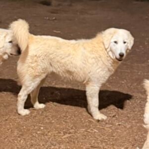 Pax & Marcella Litter 6/24