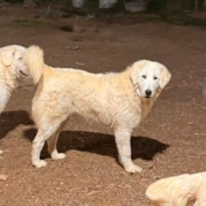 Pax & Marcella Litter 6/24