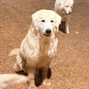 Pax & Marcella Litter 6/24