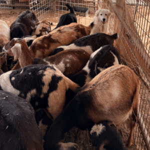 2440595572 Inside Our Maremma Puppy Program