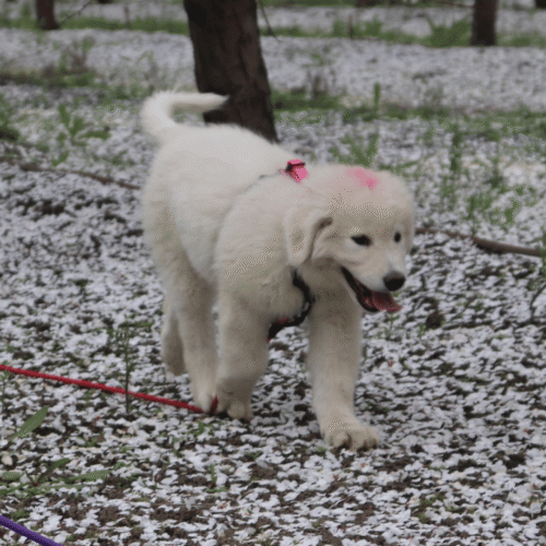 Available Adult & Adolescent LGDs