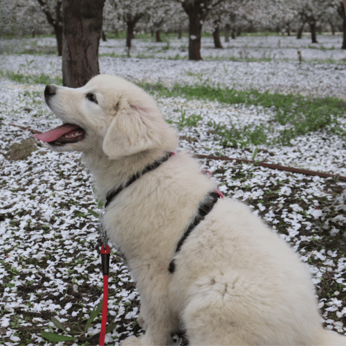 Available Adult & Adolescent LGDs