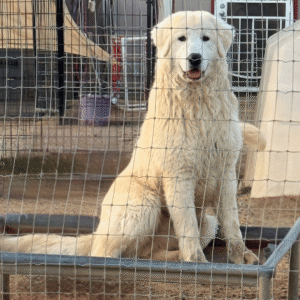 Pax & Marcella Litter 6/24