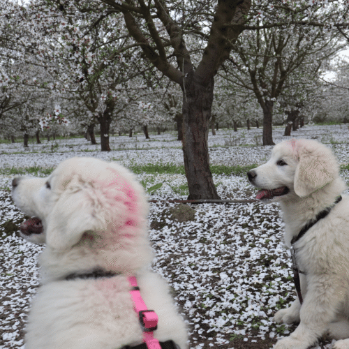 Available Adult & Adolescent LGDs