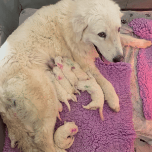 2398012028 Inside Our Maremma Puppy Program