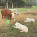 3783348792 Success Stories: Prancing Pony Maremmas Thriving Across North America