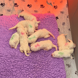 3215676139 Inside Our Maremma Puppy Program