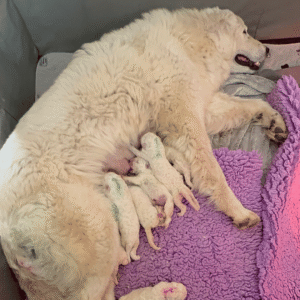 2349343421 Inside Our Maremma Puppy Program