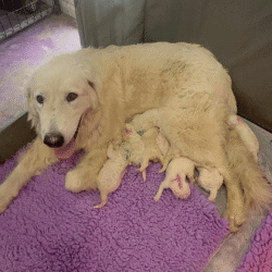 Pax & Electra Litter 4/25