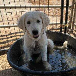 2213460889 Inside Our Maremma Puppy Program