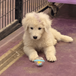 Pax & Electra Litter 4/25