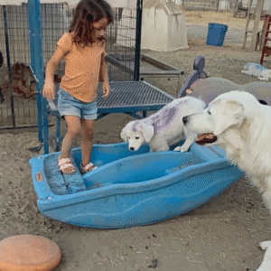 2511806848 Inside Our Maremma Puppy Program