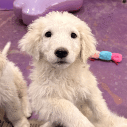 Pax & Electra Litter 4/25