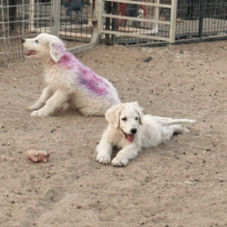 Pax & Electra Litter 4/25