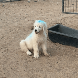 Pax & Electra Litter 4/25